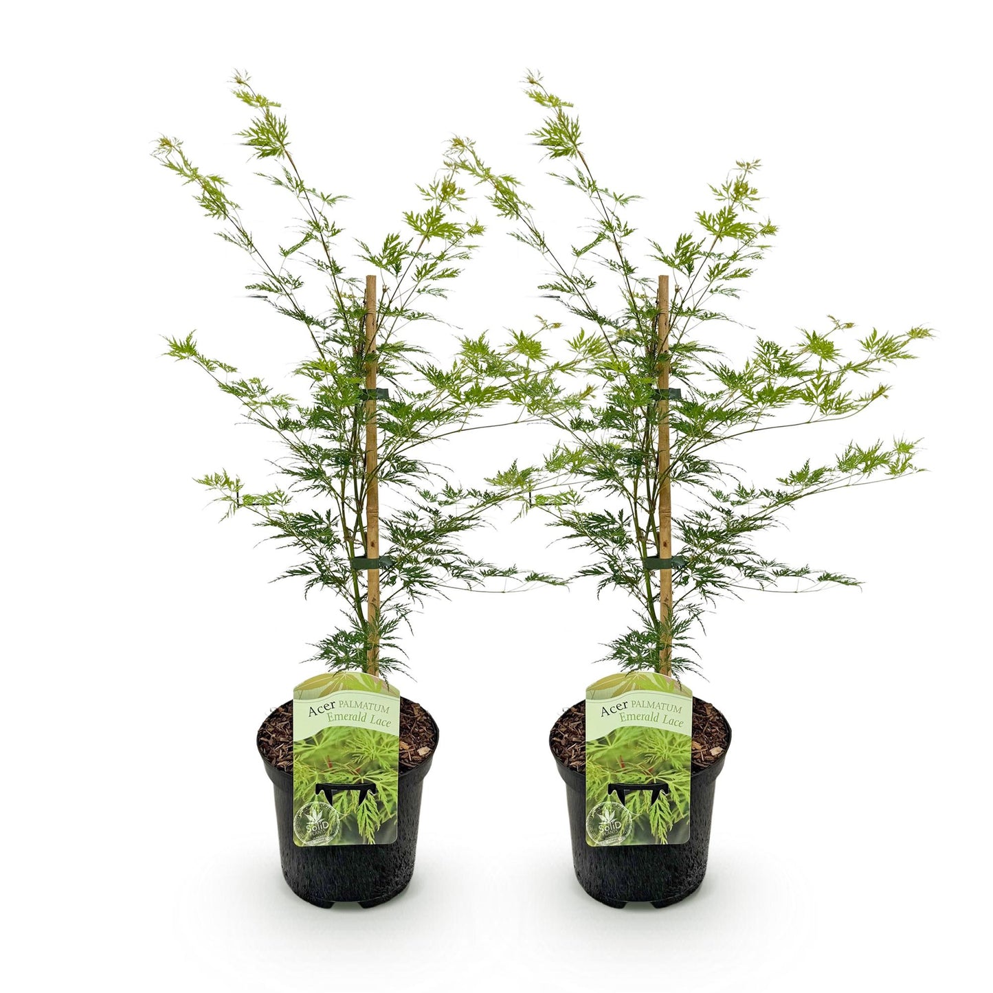 Acer palmatum Emerald Lace : Deux jeunes érables japonais à feuillage vert clair très découpé, en pots noirs sur fond blanc. Chaque plant es