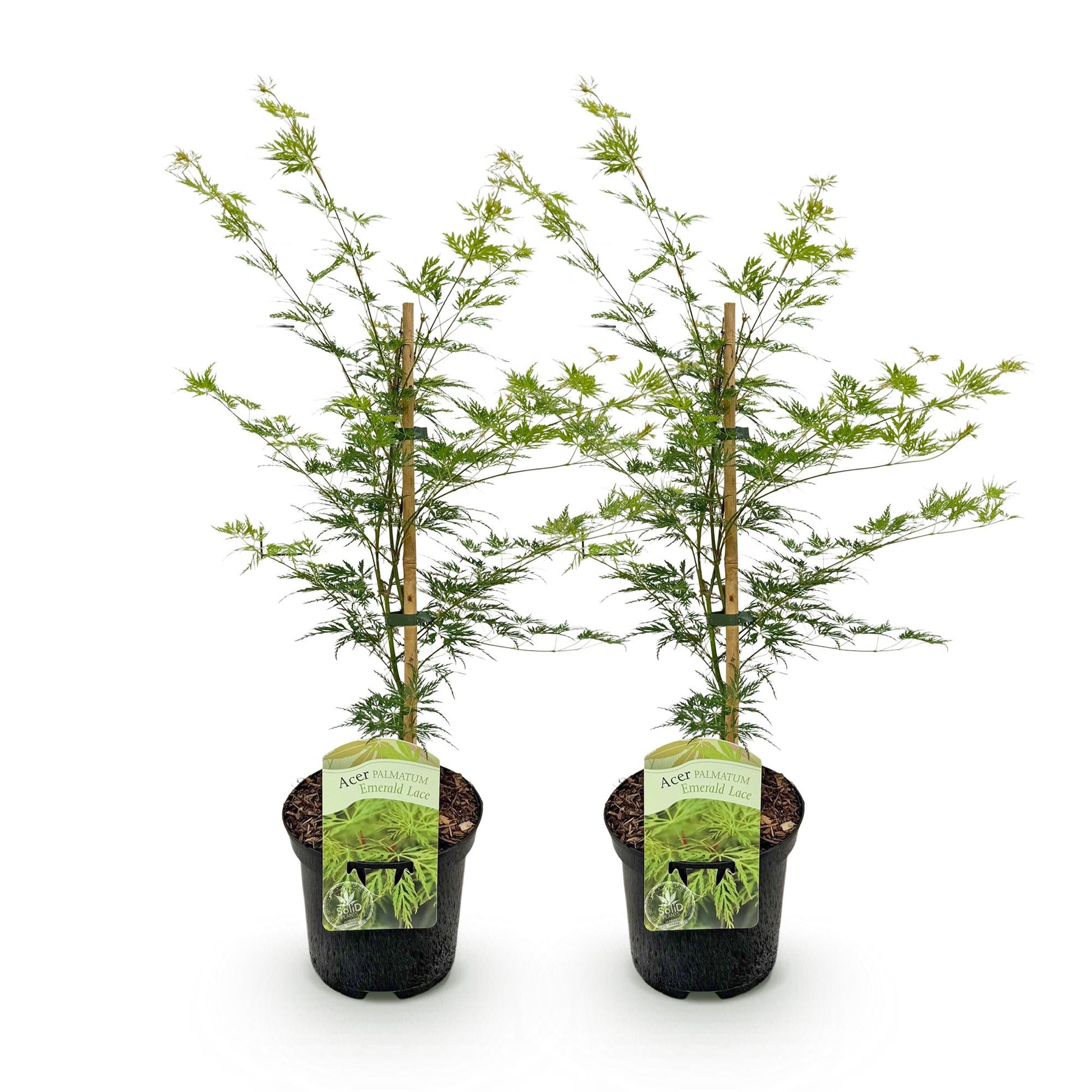 Acer palmatum Emerald Lace : Deux jeunes érables japonais à feuillage vert clair très découpé, en pots noirs sur fond blanc. Chaque plant es