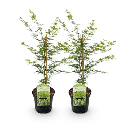 Acer palmatum Emerald Lace : Deux jeunes érables japonais à feuillage vert clair très découpé, en pots noirs sur fond blanc. Chaque plant es