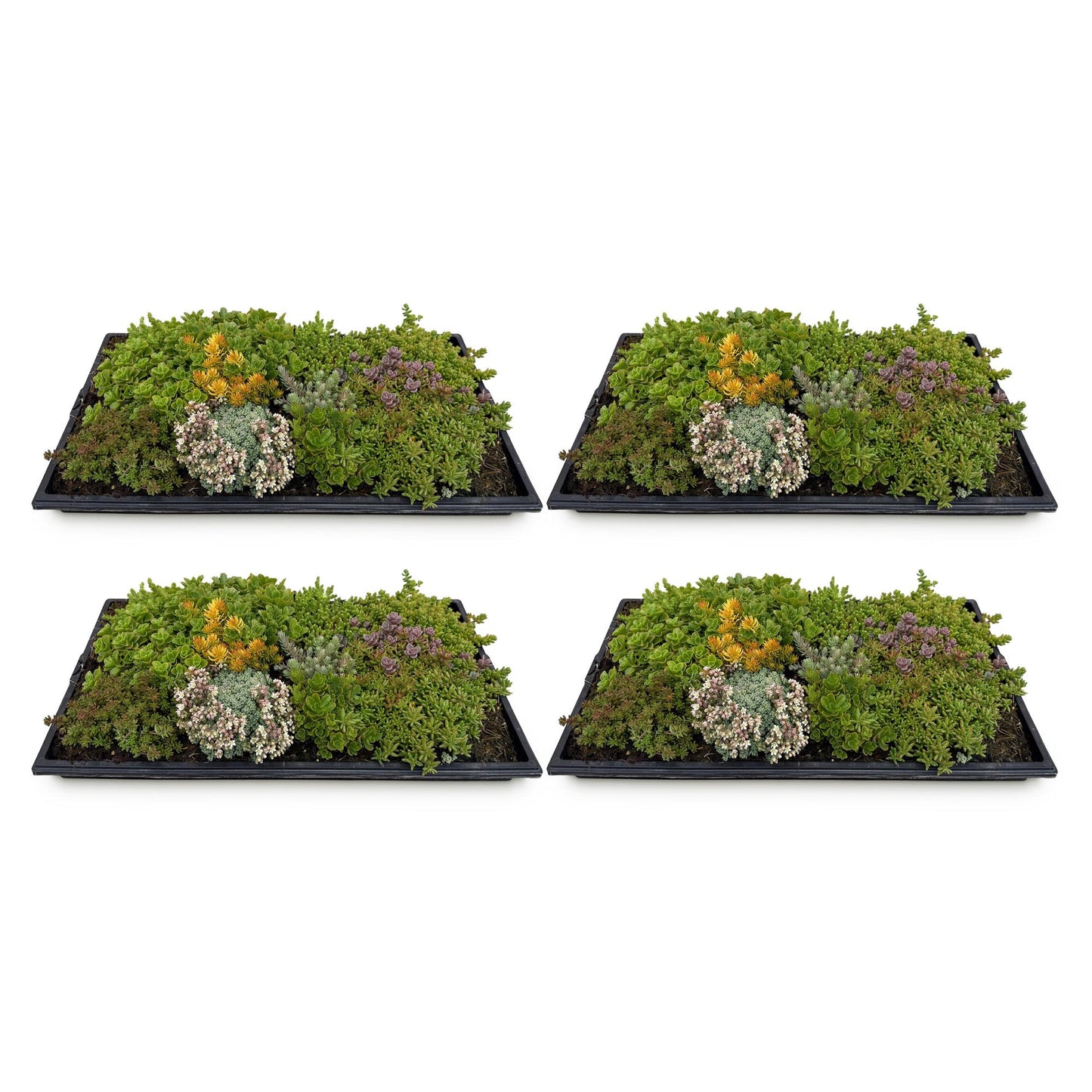 Tapis de Sedum, lot de 4 dalles de plantes couvre-sol rustiques, composées de 10 espèces différentes, sur fond blanc.