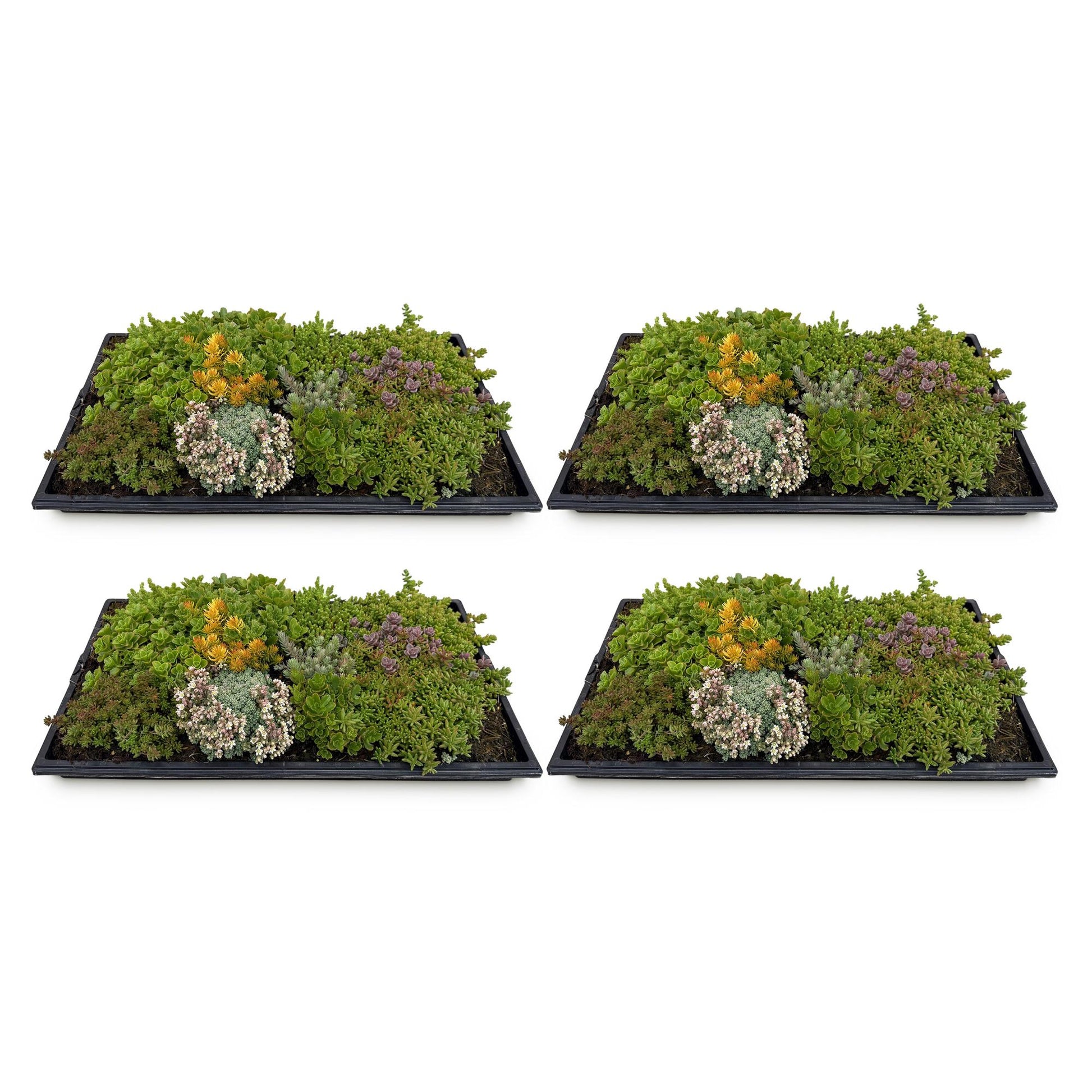 Tapis de Sedum, lot de 4 dalles de plantes couvre-sol rustiques, composées de 10 espèces différentes, sur fond blanc.