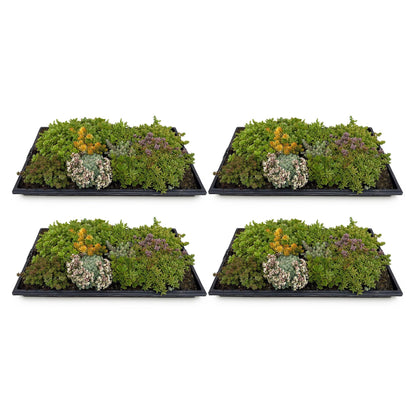 Tapis de Sedum, lot de 4 dalles de plantes couvre-sol rustiques, composées de 10 espèces différentes, sur fond blanc.