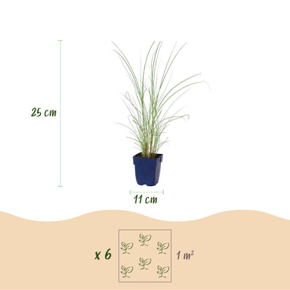 Miscanthus sin. Morning Light, graminées d'extérieur : illustration des dimensions d'un plant (25 cm de haut, pot de 11 cm) et de l'espaceme