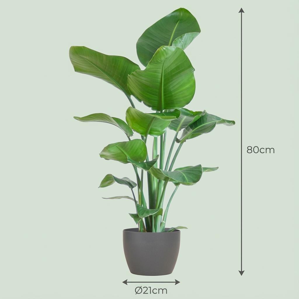 Strelitzia Nicolai avec pot Potter Gris - 80cm - Ø21