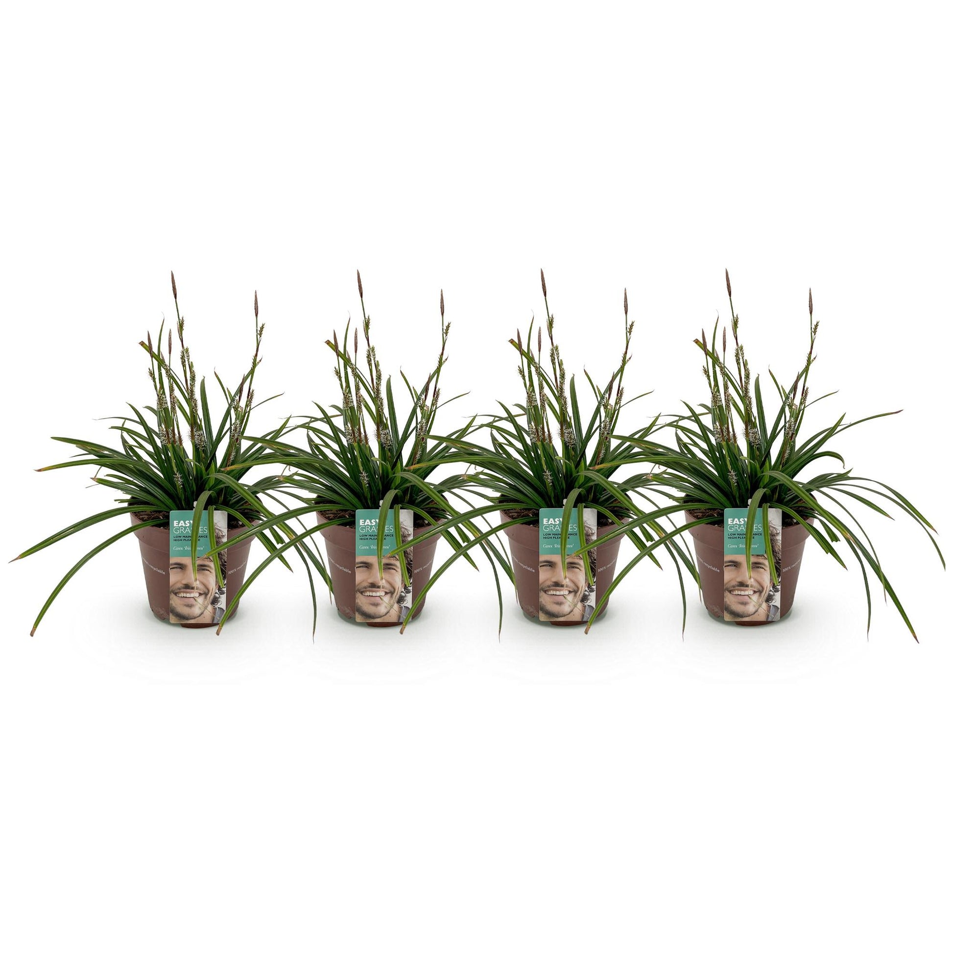 Carex morrowii Irish Green. Quatre plants de Carex morrowii Irish Green en pot alignés sur fond blanc, prêts à être plantés.