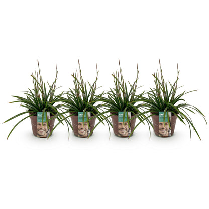 Carex morrowii Irish Green. Quatre plants de Carex morrowii Irish Green en pot alignés sur fond blanc, prêts à être plantés.