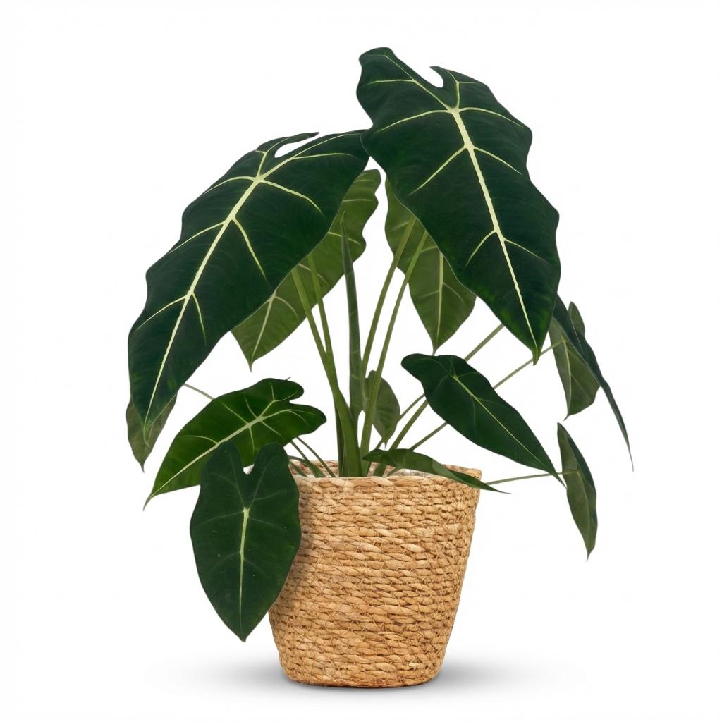 Plante d'intérieur - Oreille d'éléphant - Alocasia Frydek - Vert - Peu d'entretien - 1 Plante - avec Panier - Pot 19cm - Hauteur 60cm
