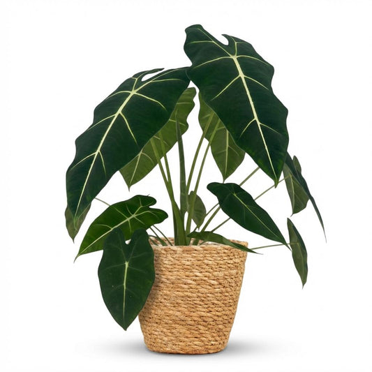 Alocasia Frydek aux larges feuilles vert foncé nervurées de blanc, dans un cache-pot tressé en fibre naturelle
