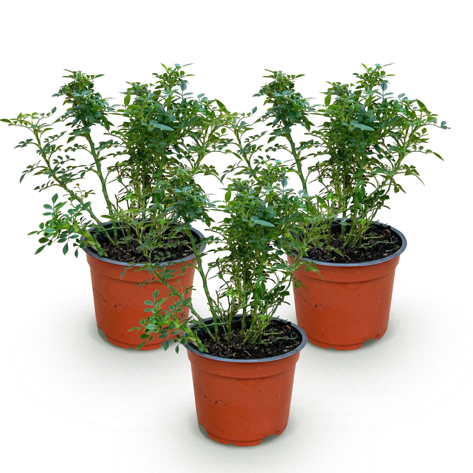 Rosier de jardin Rosa Cutie Pie : trois jeunes plants de rosiers en pots bruns, avec un feuillage vert dense, sur fond blanc.
