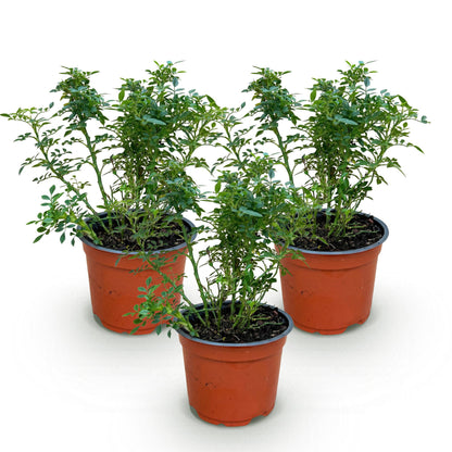 Rosier de jardin Rosa Cutie Pie : trois jeunes plants de rosiers en pots bruns, avec un feuillage vert dense, sur fond blanc.