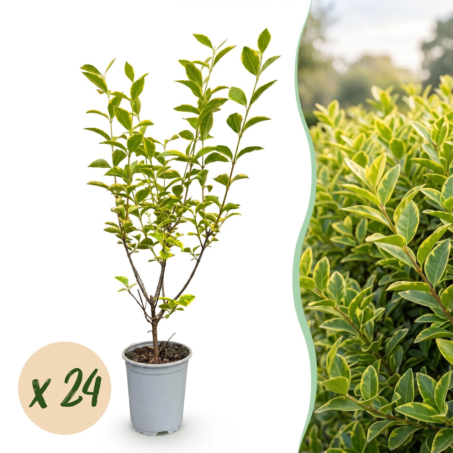Ligustrum ovalifolium Aureum. Jeune plant en pot sur fond blanc, juxtaposé à une haie dense. Pastille “x 24” indique le lot.