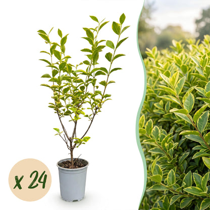 Ligustrum ovalifolium Aureum. Jeune plant en pot sur fond blanc, juxtaposé à une haie dense. Pastille “x 24” indique le lot.