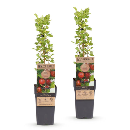 Groseillier à maquereau 'Hinnonmäki Röd' - lot de 2 plants en pot de 15 cm