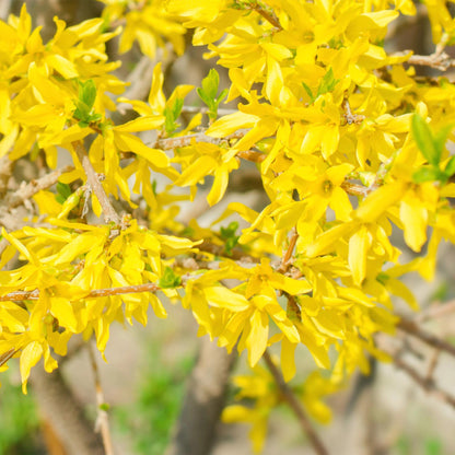 Forsythia intermedia Goldrauch aux nombreuses fleurs jaune vif éclatantes, symbolisant l'arrivée du printemps au jardin.