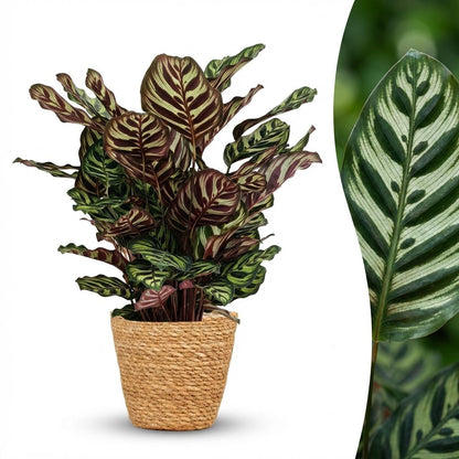 Plante d'intérieur - Plante Paon - Calathea Makoyana - Vert - Entretien facile - 1 Plante - avec Panier - Pot 19cm - Hauteur 70cm