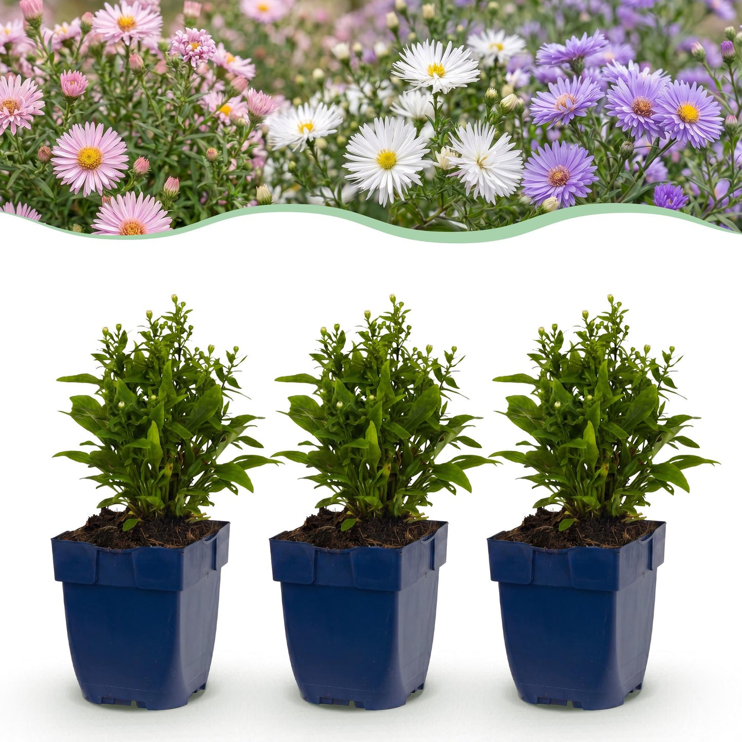 Aster de mer (D) Schneekissen. Trois jeunes plants d'aster en pots bleus, avec en arrière-plan une haie d'asters en fleurs roses, blancs et 
