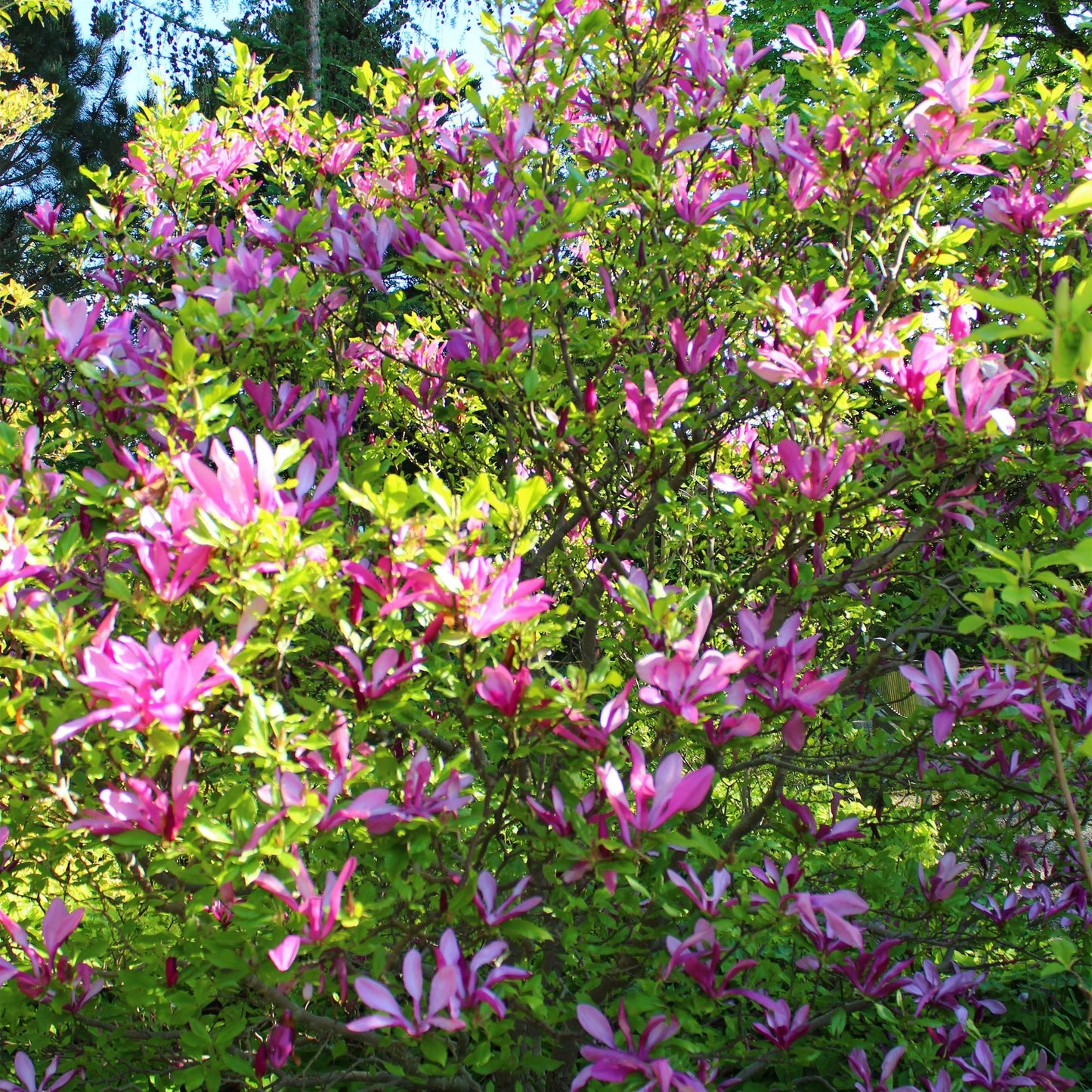 Magnolia Susan avec de nombreuses fleurs rose foncé en pleine floraison et un feuillage vert éclatant dans un jardin ensoleillé.