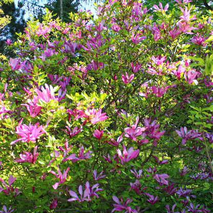 Magnolia Susan avec de nombreuses fleurs rose foncé en pleine floraison et un feuillage vert éclatant dans un jardin ensoleillé.