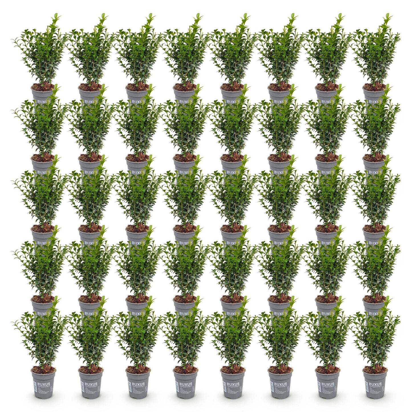 Buxus sempervirens : de nombreux plants en pot de 9 cm, de 20-25 cm de hauteur, alignés sur fond blanc. Ils ont un feuillage dense et vert.
