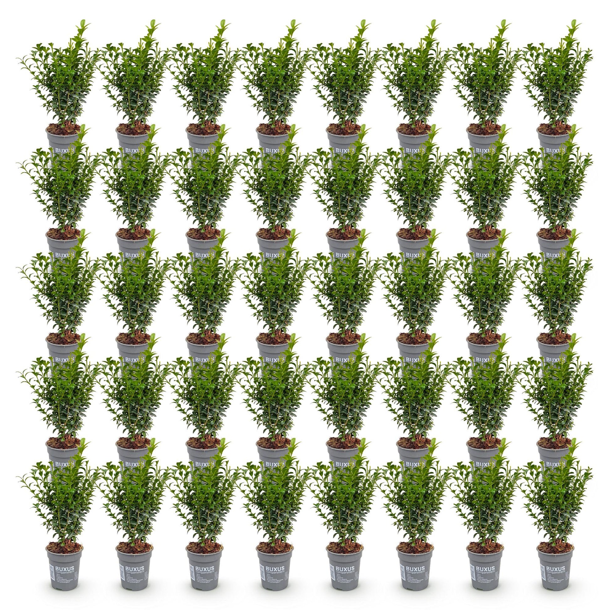 Buxus sempervirens : de nombreux plants en pot de 9 cm, de 20-25 cm de hauteur, alignés sur fond blanc. Ils ont un feuillage dense et vert.