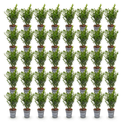 Buxus sempervirens : de nombreux plants en pot de 9 cm, de 20-25 cm de hauteur, alignés sur fond blanc. Ils ont un feuillage dense et vert.