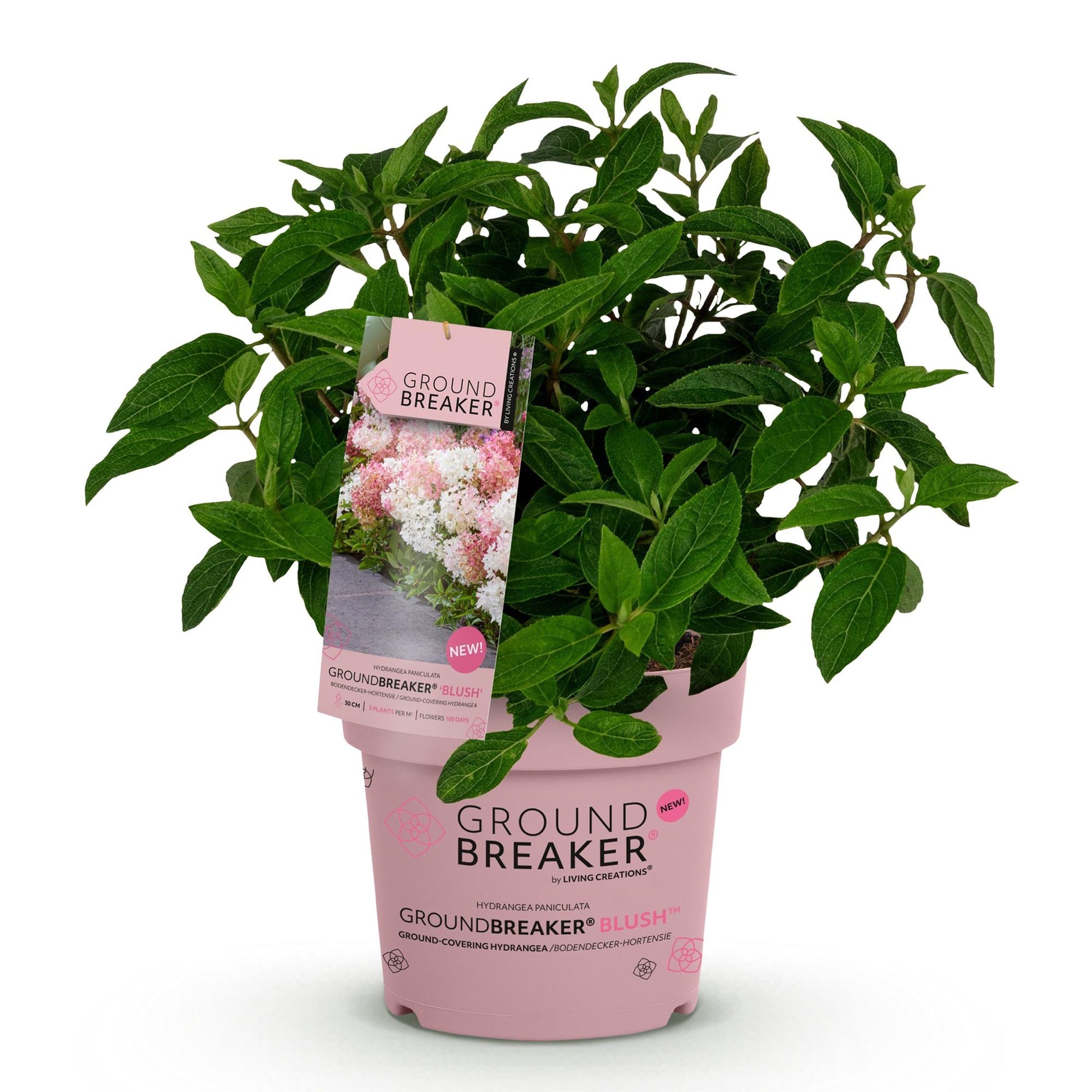 Hydrangea paniculata Groundbreaker Blush, jeune plant en pot rose sur fond blanc, avec étiquette montrant des fleurs roses et blanches.
