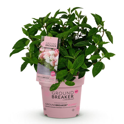 Hydrangea paniculata Groundbreaker Blush, jeune plant en pot rose sur fond blanc, avec étiquette montrant des fleurs roses et blanches.