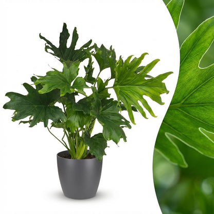 Plante d'intérieur - Philodendron - Philodendron Lickety split - Vert - Entretien facile - 1 Plante - avec Potter Gris - Pot 19cm - Hauteur 70cm