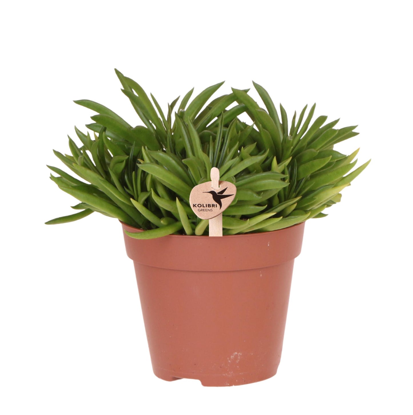 Succulente Happy Beam (Sedeveria) - Pot 12 cm
