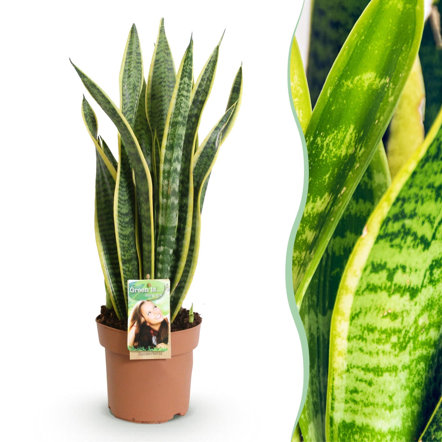 Plantes d'intérieur -Sansevieria Laurentii - Langue de belle-mère - Peu d'entretien - Vert - jaune - 1 Plante - Pot 17cm - Hauteur 60-70cm