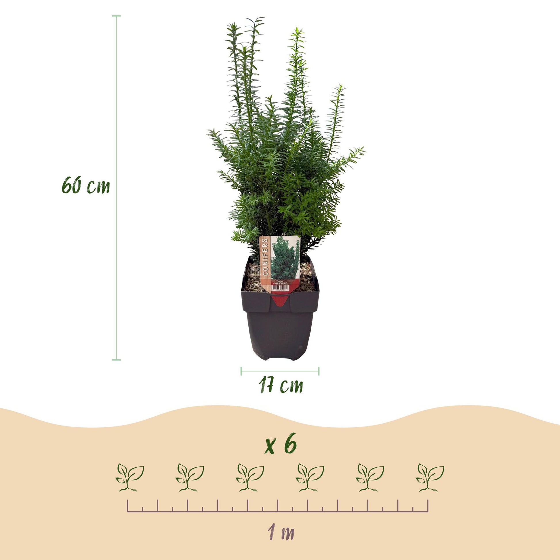 Taxus media Hilii : schéma montrant un plant de 60 cm de haut en pot de 17 cm, et l'espacement pour 6 plantes couvrant 1 mètre linéaire.