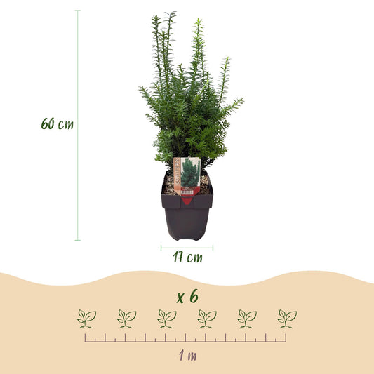 Taxus media Hilii : schéma montrant un plant de 60 cm de haut en pot de 17 cm, et l'espacement pour 6 plantes couvrant 1 mètre linéaire.
