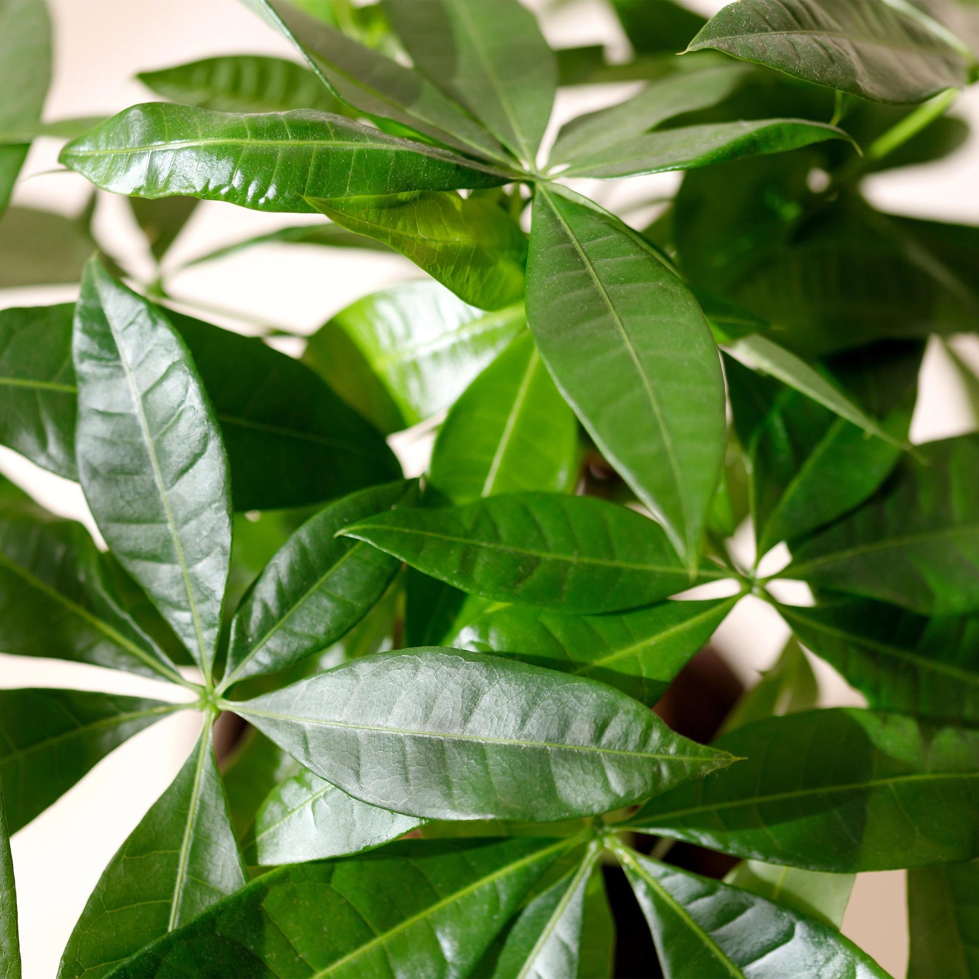 Plantes d'intérieur - Pachira Aquatica tige tressée - Arbre à argent - Peu d'entretien - Vert - 1 Plante - Pot 21cm - Hauteur 80-90cm