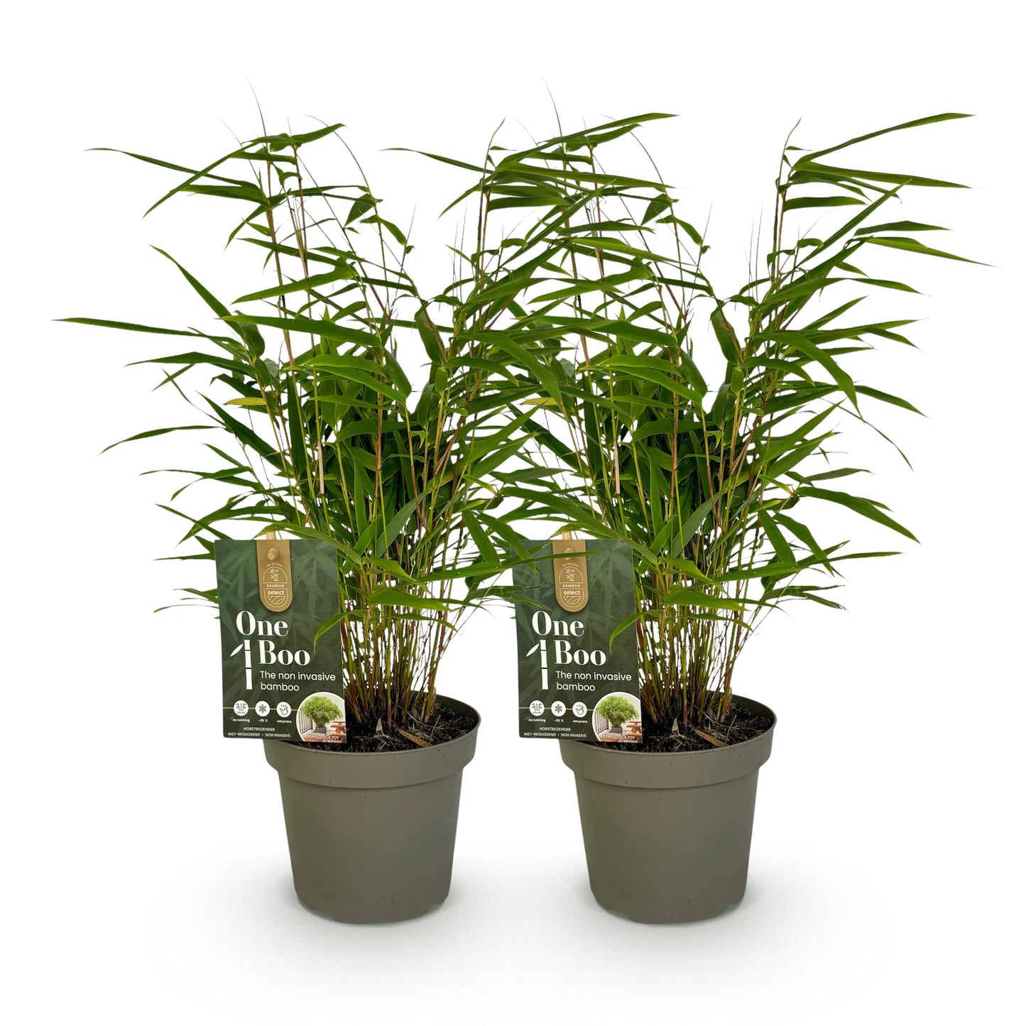 Bambou Fargesia rufa. Lot de 2 plants de bambou non-envahissant en pot sur fond blanc, feuillage vert dense et tiges fines.