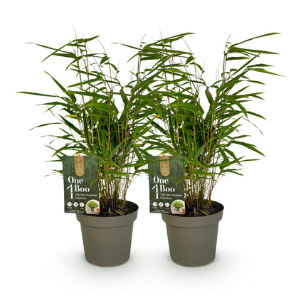 Bambou Fargesia rufa. Lot de 2 plants de bambou non-envahissant en pot sur fond blanc, feuillage vert dense et tiges fines.