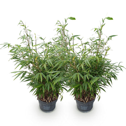 Fargesia robusta Pingwu, deux plants de bambou non envahissant en pots, sur fond blanc. Idéal pour une haie ou un massif.