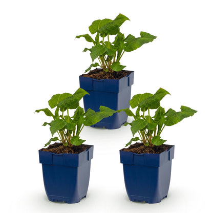Renouée - Persicaria ampl. Alba, lot de 3 plants en pot de 11cm, hauteur 15-25cm, sur fond blanc uni, prête à être plantée en extérieur.