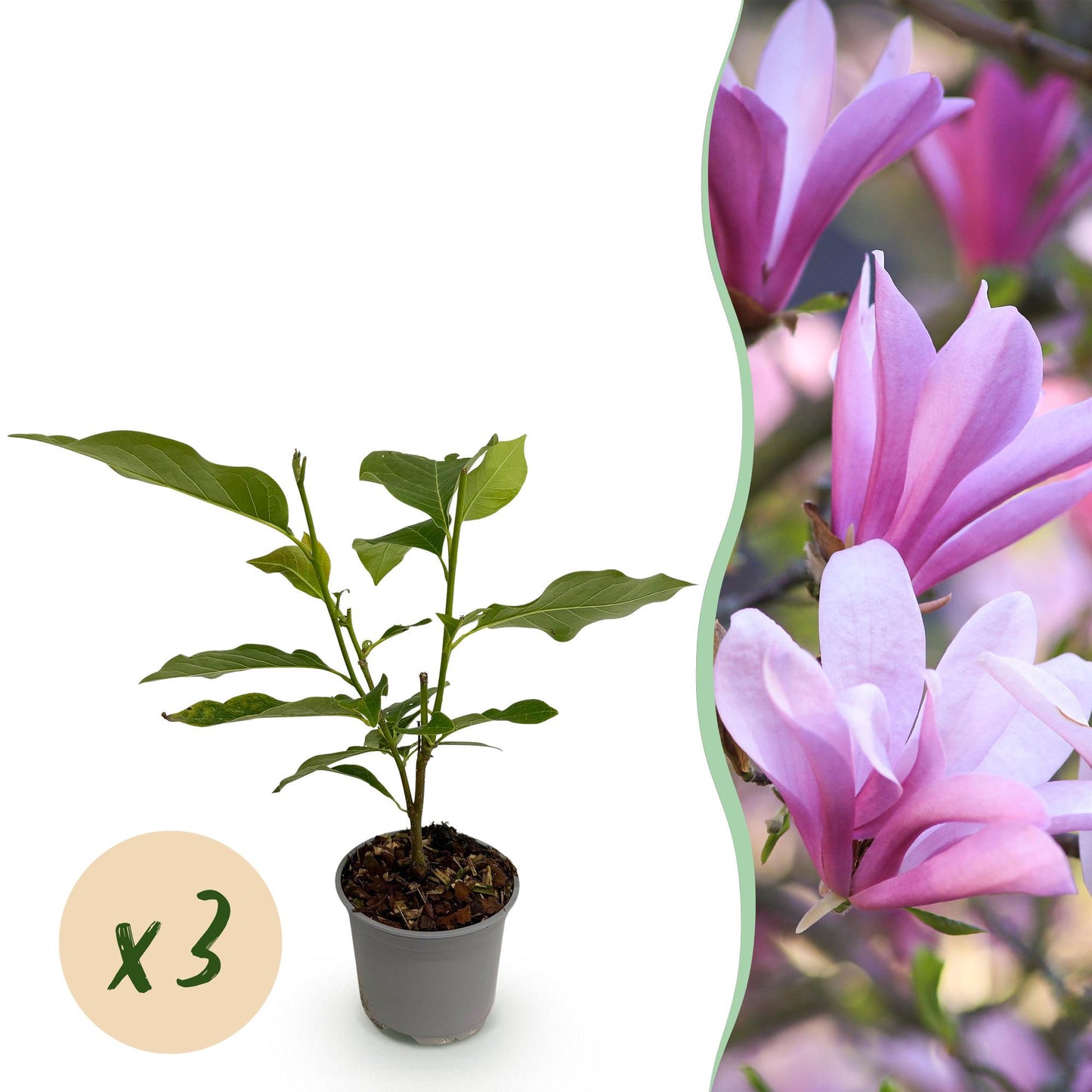 Magnolia Betty : jeune plant en pot sur fond blanc, avec une bulle 'x3' pour le lot, à côté d'une image de ses magnifiques fleurs roses écla