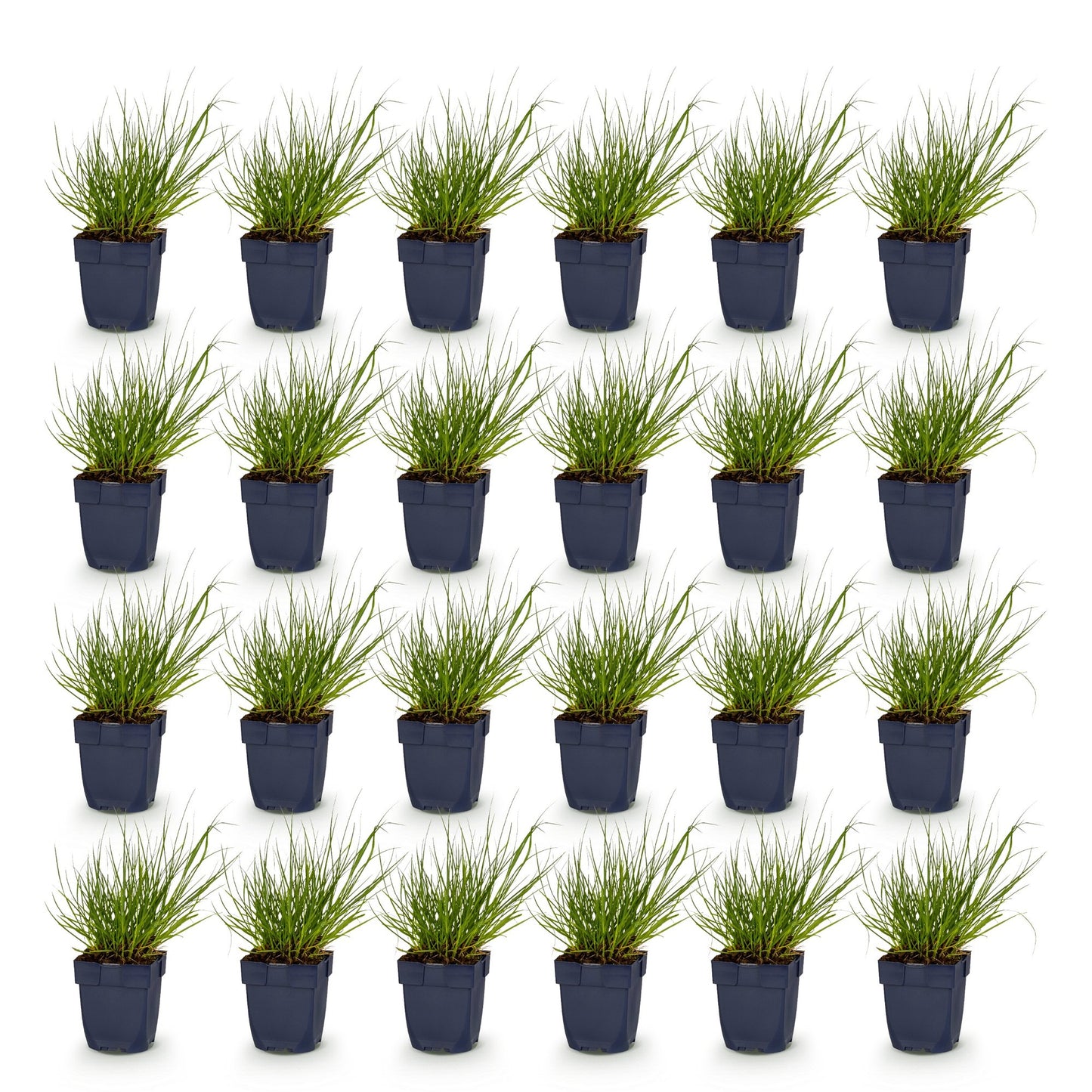 Panicum virg. Northwind, lot de 25 plants d'Herbe des Prairies en pots noirs sur fond blanc. Chaque pot contient une touffe de graminées fin
