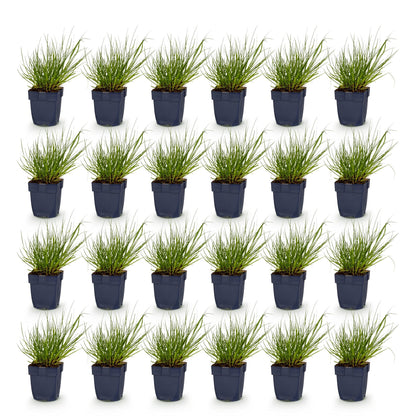 Panicum virg. Northwind, lot de 25 plants d'Herbe des Prairies en pots noirs sur fond blanc. Chaque pot contient une touffe de graminées fin
