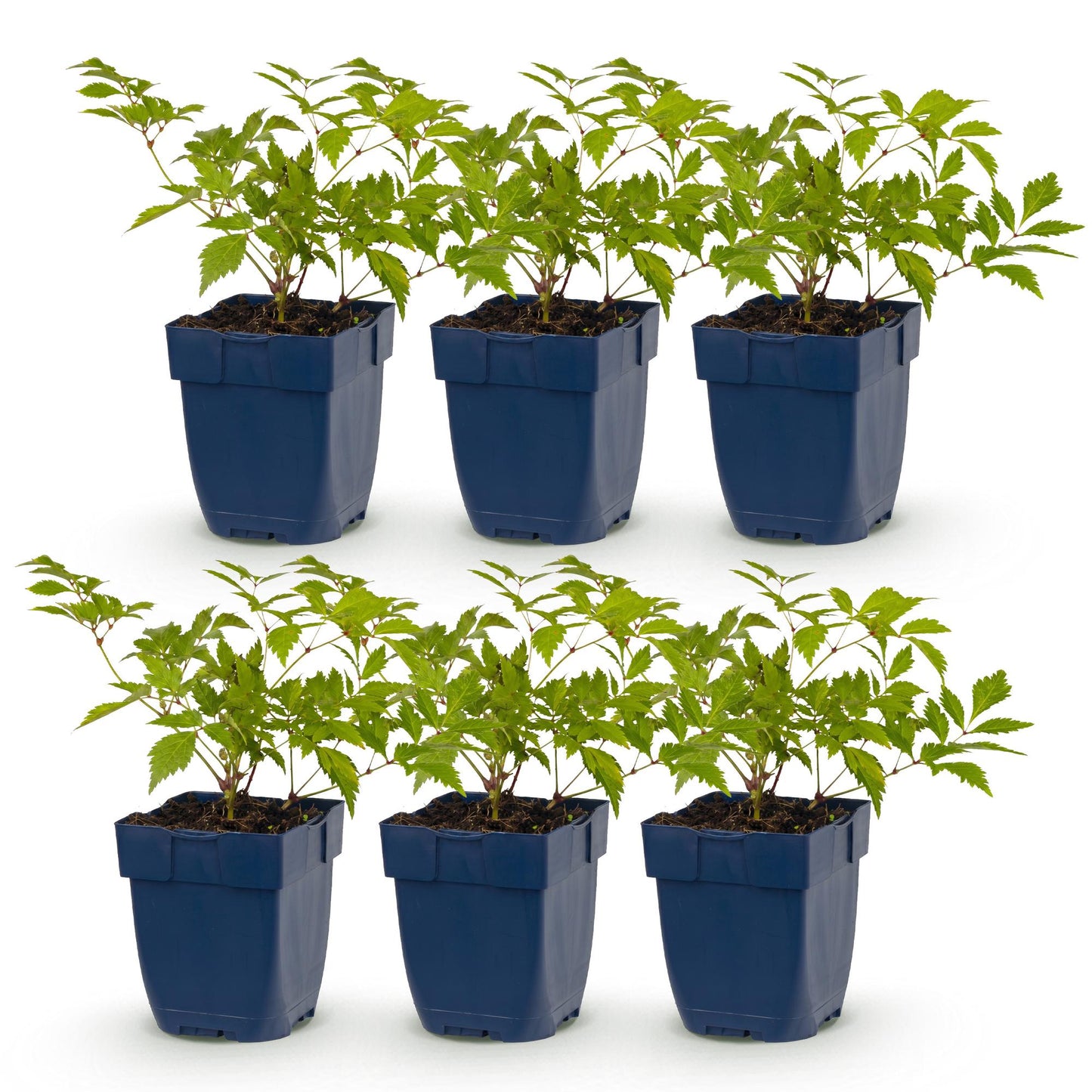 Astilbe Deutschland en lot de six plants en pot bleu sur fond blanc. Feuillage vert et tiges robustes, prêts à être plantés.