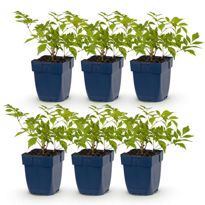 Astilbe Deutschland en lot de six plants en pot bleu sur fond blanc. Feuillage vert et tiges robustes, prêts à être plantés.