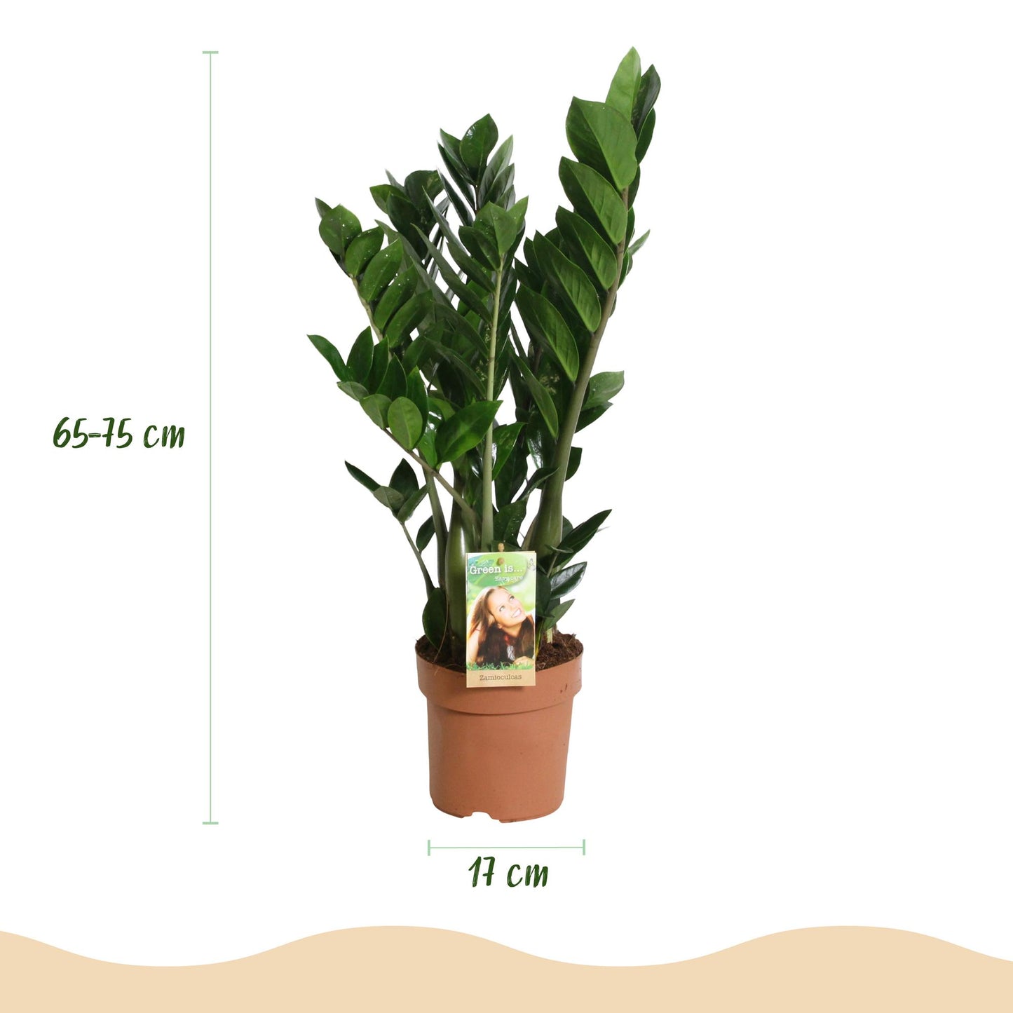Plantes d'intérieur - Zamioculcas - Plante ZZ - Peu d'entretien - Vert - 1 Plante - Pot 17cm - Hauteur 65-75cm
