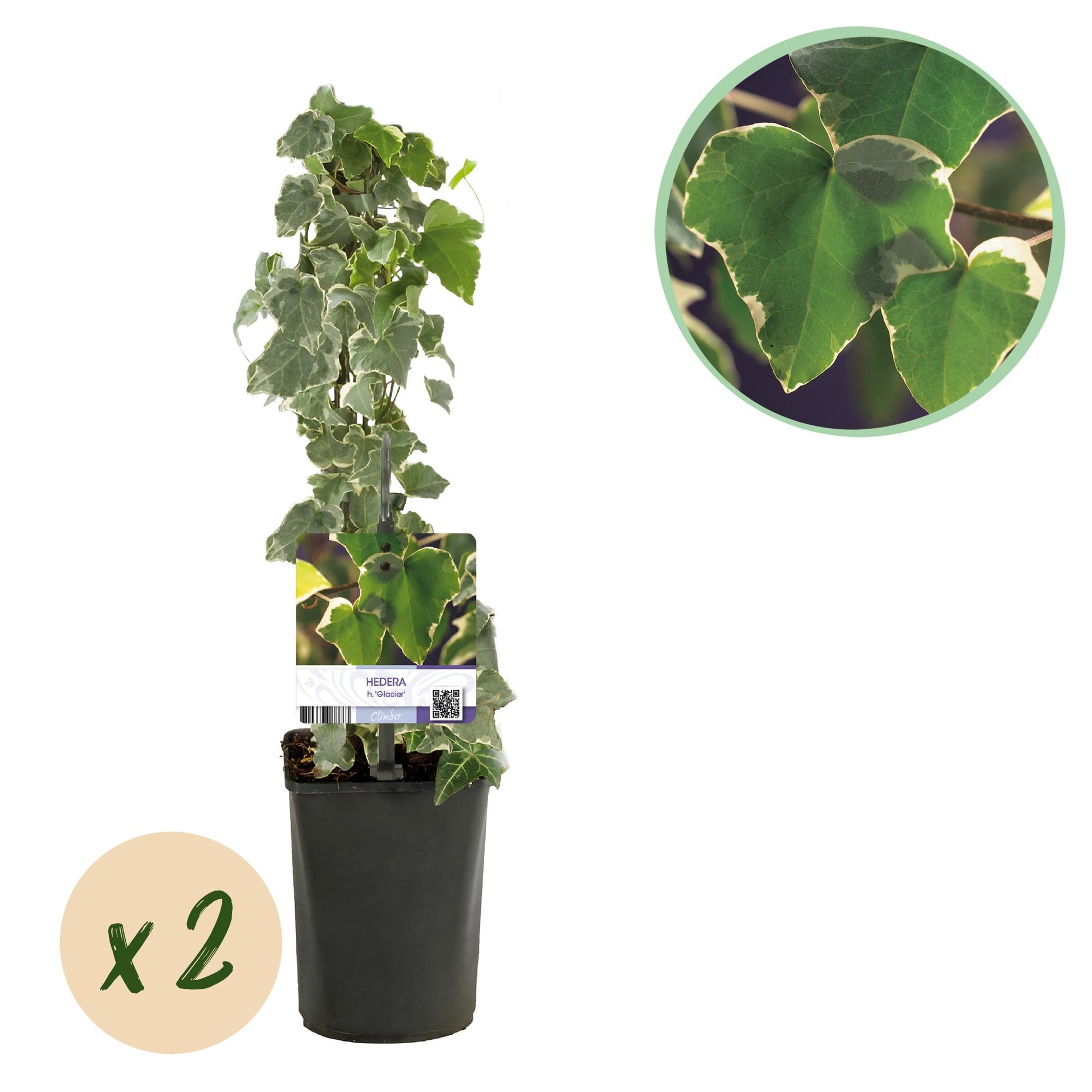 Hedera helix Glacier : un plant en pot de 11cm d'un lierre grimpant au feuillage panaché vert et blanc, avec une pastille 'x2'.