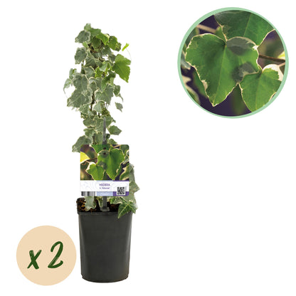 Hedera helix Glacier : un plant en pot de 11cm d'un lierre grimpant au feuillage panaché vert et blanc, avec une pastille 'x2'.