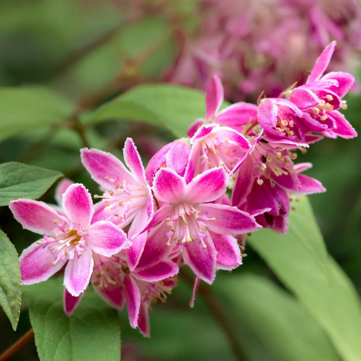 Deutzia hybrida Strawberry Fields. Gros plan sur les fleurs roses vives et blanches de l'arbuste, avec un feuillage vert flou en arrière-pla