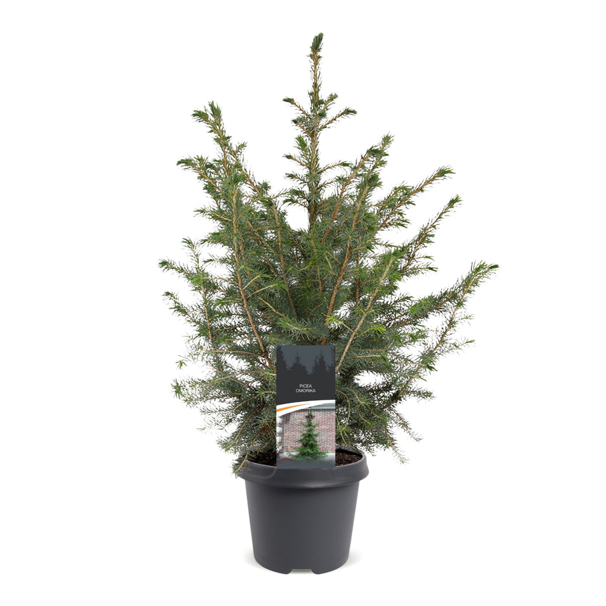 Épicéa de Serbie 1 sapin en pot de 23 cm
