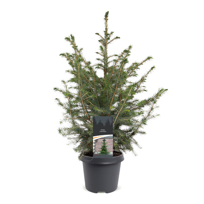 Épicéa de Serbie 1 sapin en pot de 23 cm