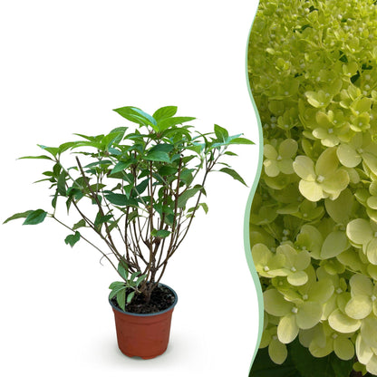 Hortensia 'Limelight' en pot sur fond blanc, juxtaposé à un gros plan de ses fleurs vert lime. Plante de jardin rustique.