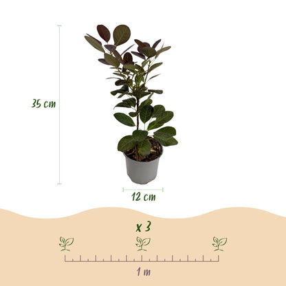 Cotinus coggyria Royal Purple : Dimensions d'un plant de 35 cm de haut, pot de 12 cm, et espacement de plantation recommandé de 1 mètre.